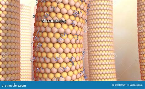 Microtubules are Major Components of the Cytoskeleton Stock Illustration - Illustration of ...