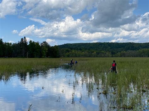 Wild Rice Restoration and Research – Community Food Systems
