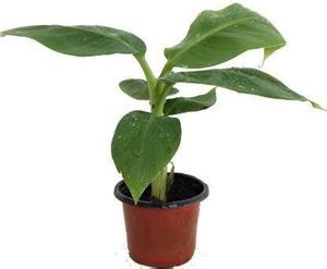 My Dream Nursery Banana Plant Price in India - Buy My Dream Nursery ...