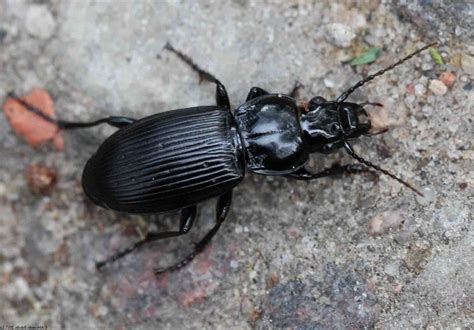 All about beetles - Welcome Wildlife
