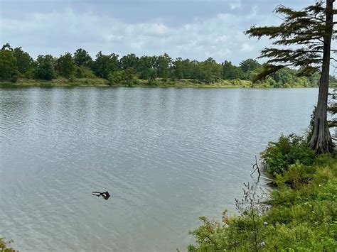.78 +/- acres. Beautiful Lakefront with camp on Lake Louie in Catahoula ...