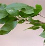 Image result for 柰 Malus prunifolia
