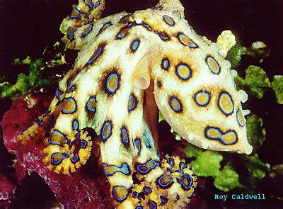 Image result for Blue-Ringed Octopus Eating