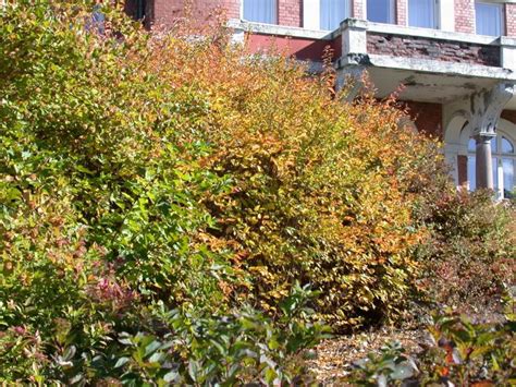 Spiraea chamaedryfolia - Bjarkøyspirea | Norwegian University of Life ...