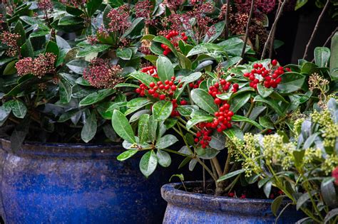 Best Outdoor Plants For Containers Best Container Plants For