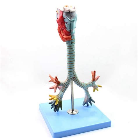 Human Larynx And Trachea Bronchial Tree Model Bronchopulmonary ...