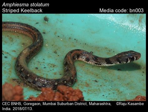 Amphiesma stolatum (Linnaeus, 1758) - Striped Keelback | Reptiles