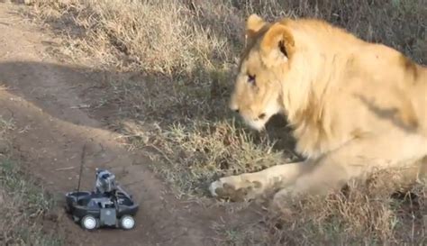 Image result for Elephant GoPro