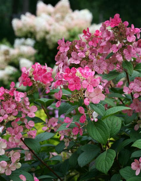 When Do Hydrangeas Bloom? A Seasonal Guide
