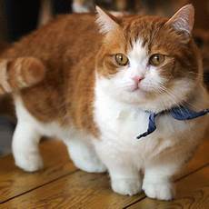 cat breeders munchkin cat breeders near me cat breeders munchkin cat breeders near me