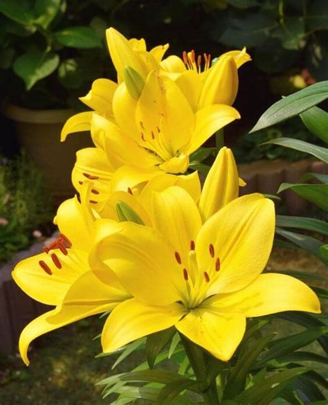 Asiatic lily Lilium Imported Flower Bulbs Yellow – Radhakrishnaagriculture