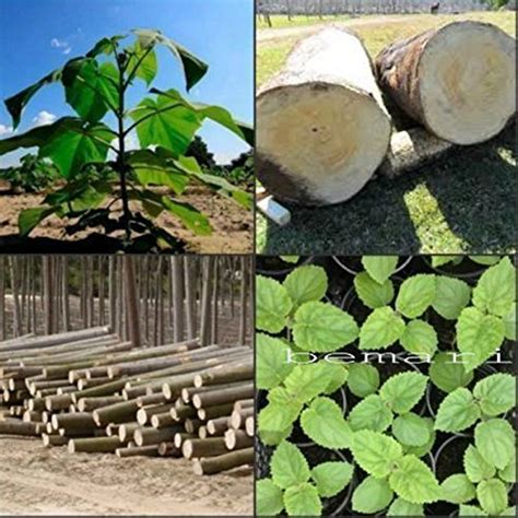 Buy paulownia elongata 100+ fresh gift ROYAL FAST GROWING TREE Online ...