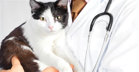 Image result for How to Help a Panting Cat