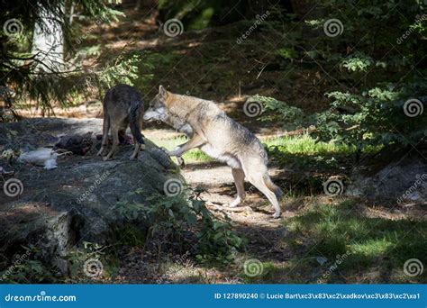 Wolves with the prey. stock photo. Image of meat, prey - 127890240