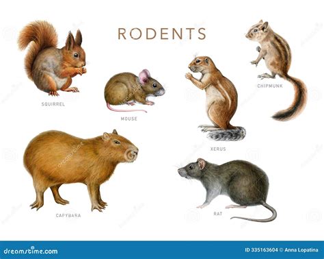 Different Rodent Animals Painted Set. Hand Drawn Various Rodents ...