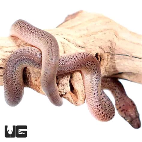 Image result for Granite Spotted Python