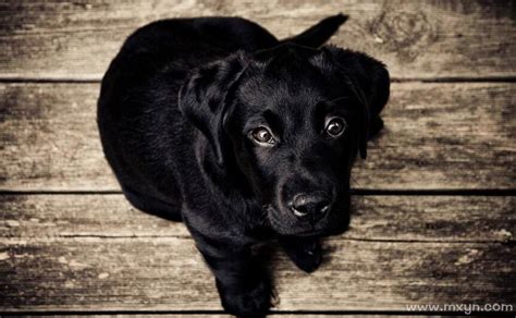 【有声绘本故事】《大黑狗》——对大黑狗的定义，取决于你对它的态度
