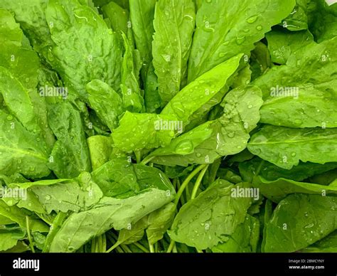Washing vegetables in vinegar water Stock Photo - Alamy