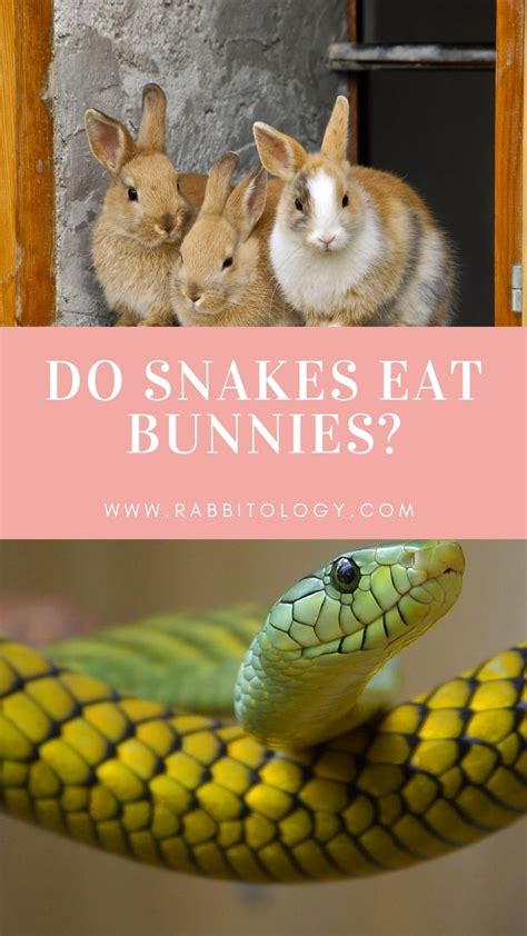 Do snakes eat bunnies the answer might scare you – Artofit