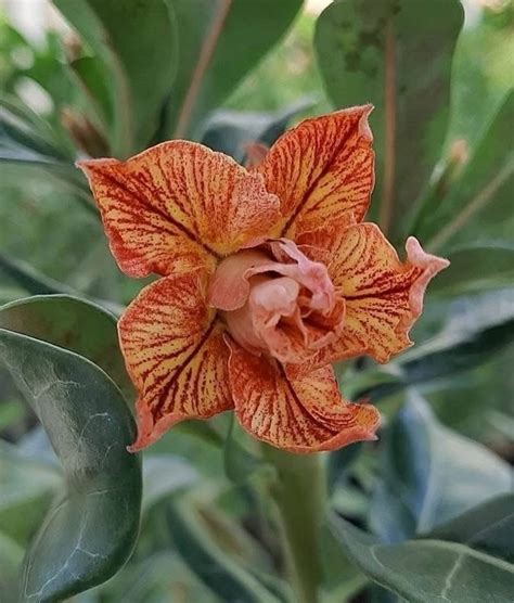 Adenium Golden Tiger – Krishna’s Dream World