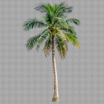 Coconut palm with slender trunk tall tree and with bright gr png tree ...