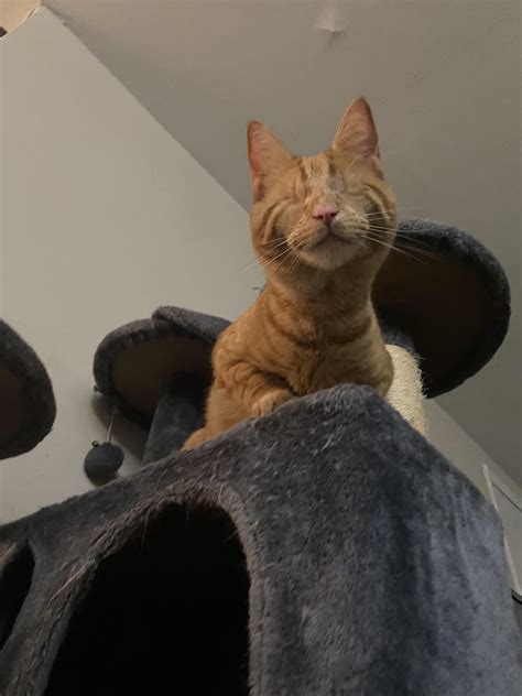 Meet Sir Thomas O’Malley, the alley cat : r/cats