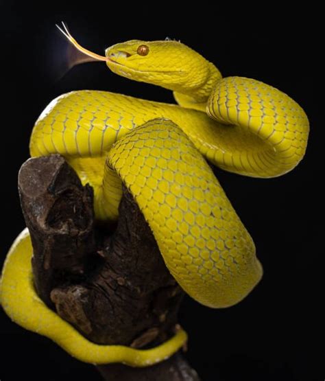 Africa Food Crisis Scientists New research On reticulated and burmese ...