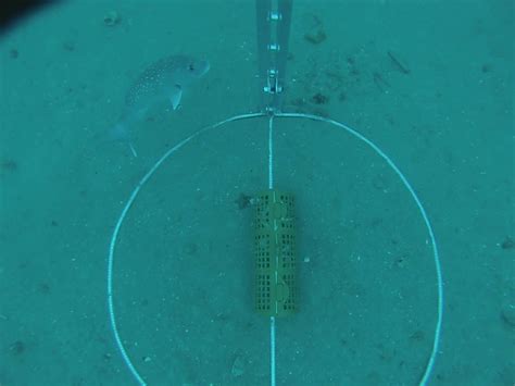 Image result for Salesforce Validation Fish