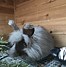 Image result for White Angora Rabbit