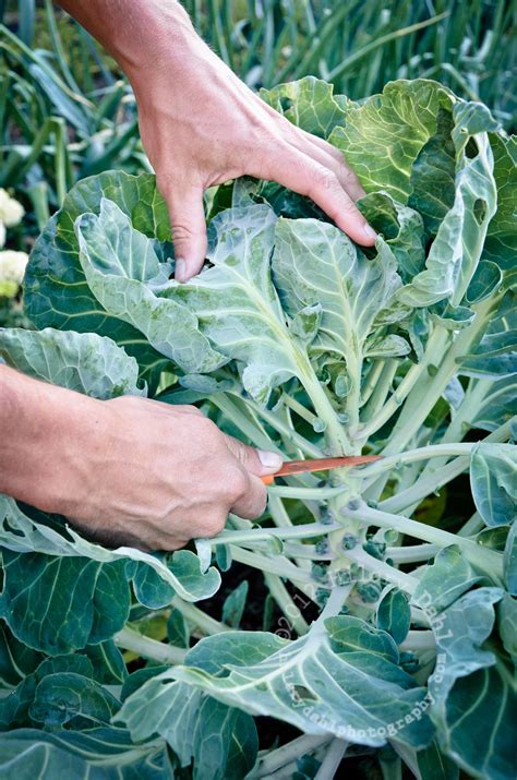 How Brussels is to Be Grown in Your Farm House