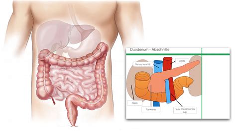 Duodenum - Grundaufbau - Clipdocs