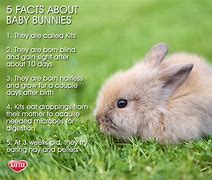 Image result for Cool Facts About Rabbits