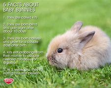 Image result for Bunnies Card