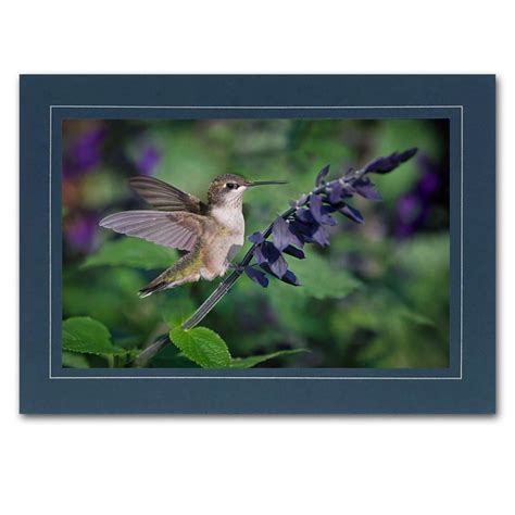 Image result for Hummingbird Card