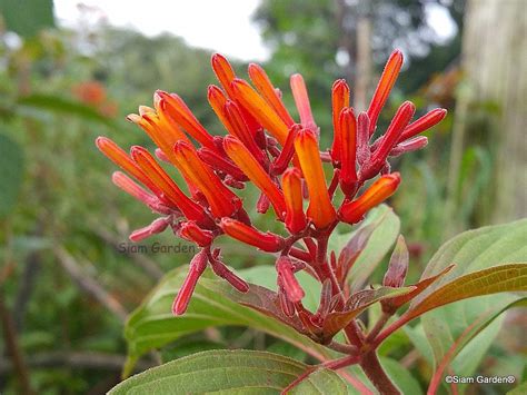 Siam Garden SCARLET FIREBUSH Live Plant Shrub Hamelia patens Florida ...