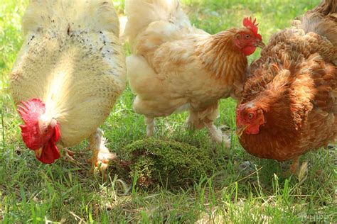 Can Chickens Eat Moss? Is it Safe?