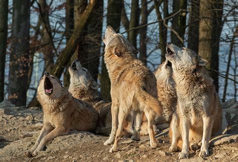 Image result for Coolest Wolves Howling