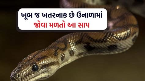 ખૂબ જ ખતરનાક છે ઉનાળામાં જોવા મળતો આ સાપ, તેના કરડવાથી નહીં પણ આ કારણે ...