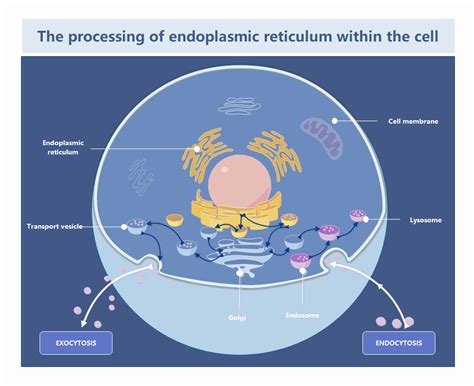 Schematic diagram of endoplasmic reticulum processing in cells ...