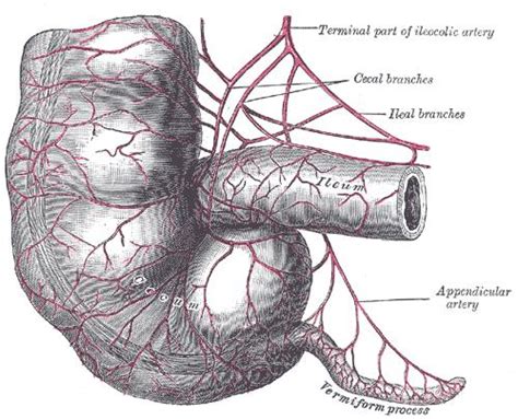 Image result for Appendix Science