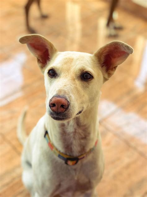 Dog Grooming And Daycare | Stay | Bileshivale