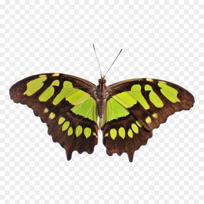 Butterfly Isolated Transparent Png - Pngsource
