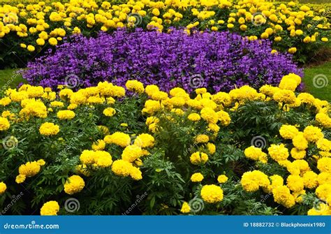 Purple And Yellow Flower Garden Stock Photo - Image: 18882732