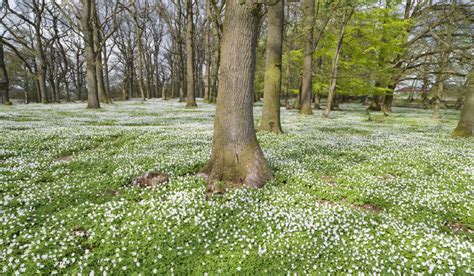 Image result for Swedish Spring