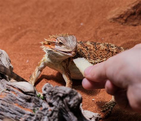 What Fruits Can Bearded Dragons Eat? | Zen Habitats
