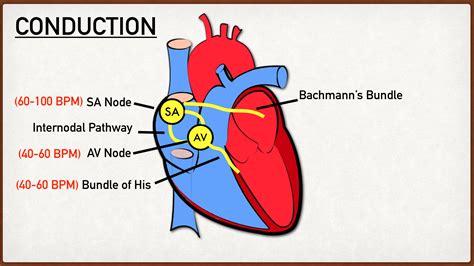 Sinoatrial Node And Atrioventricular Node