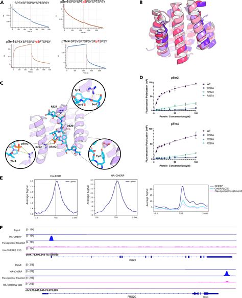 Distinctive interactomes of RNA polymerase II phosphorylation during different stages of ...