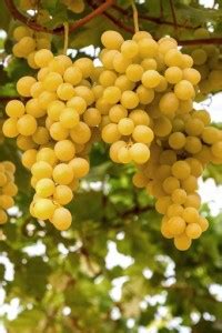 PMB Grapes Seed Price in India - Buy PMB Grapes Seed online at Flipkart.com
