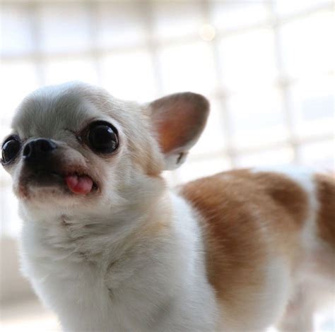 I love tongue chihuahuas | Chihuahua funny, Funny chihuahua pictures ...
