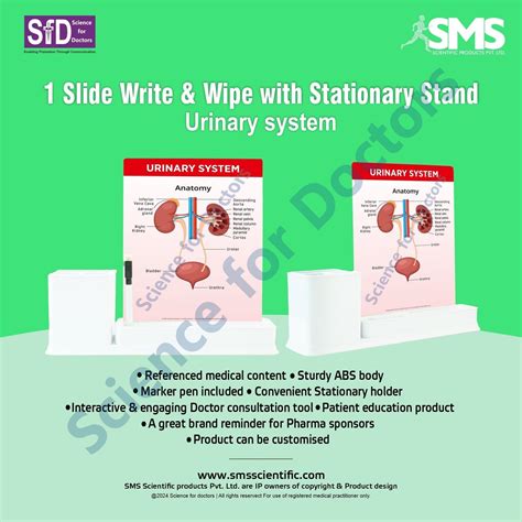 Urinary System: 1 Slides Write & Wipe with Stationary Stand – SMS ...
